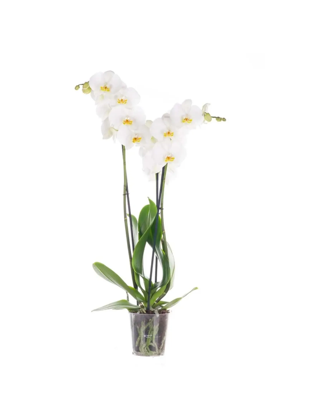 Storczyk Extra (Phalaenopsis) 3 pędy biały d12