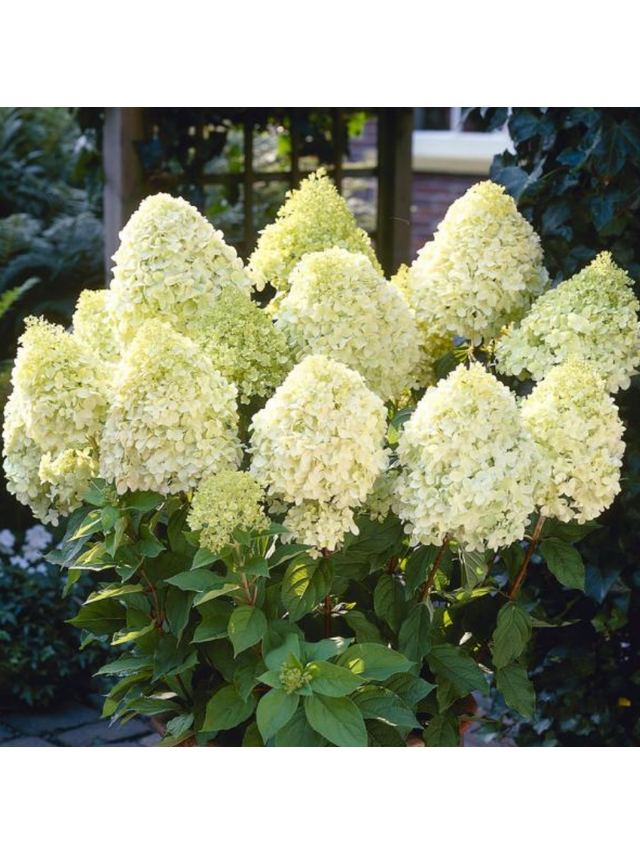 Hortensja bukietowa - Hydrangea paniculata 'Limelight'(R)