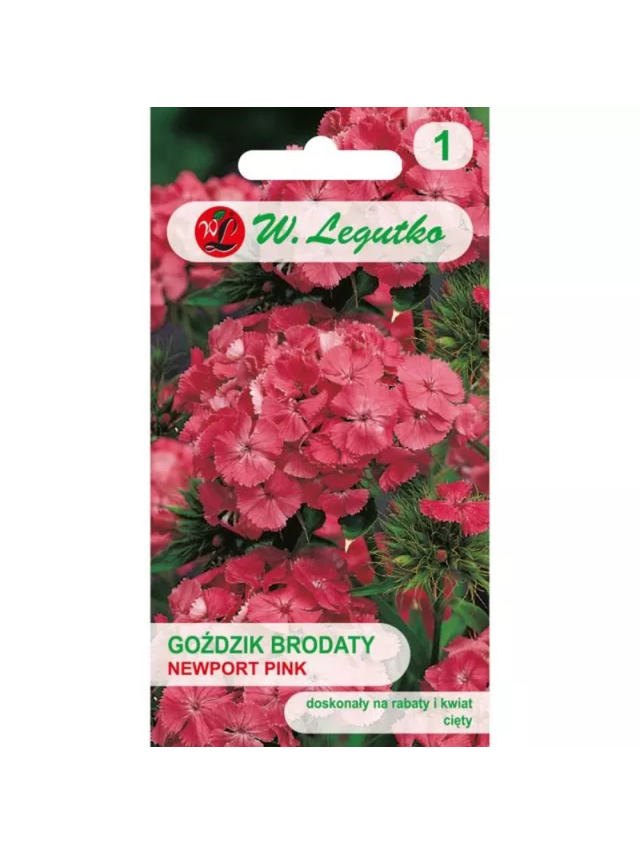 Goździk brodaty Newport Pink łososiowo-różowy