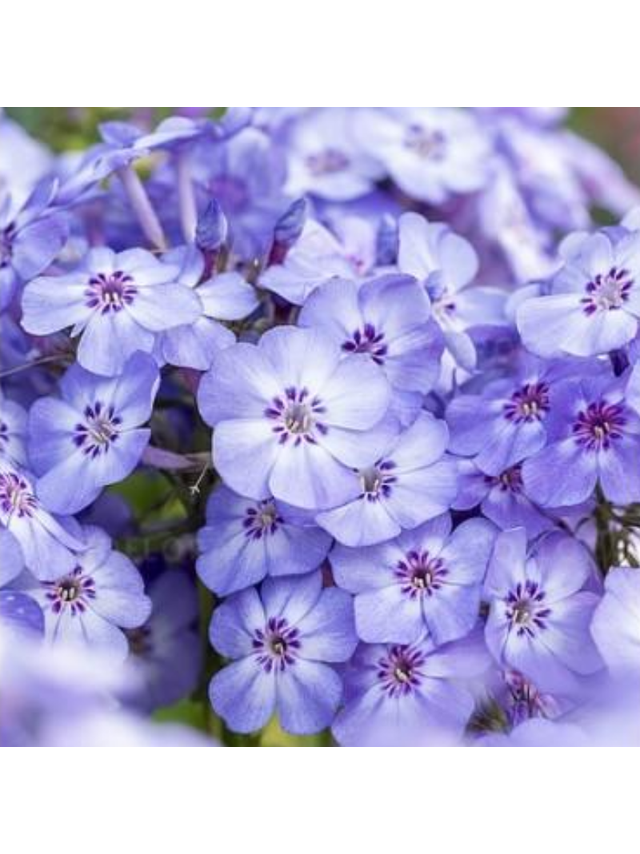 Floks wiechowaty - Phlox paniculata 'Blue Dolphin'