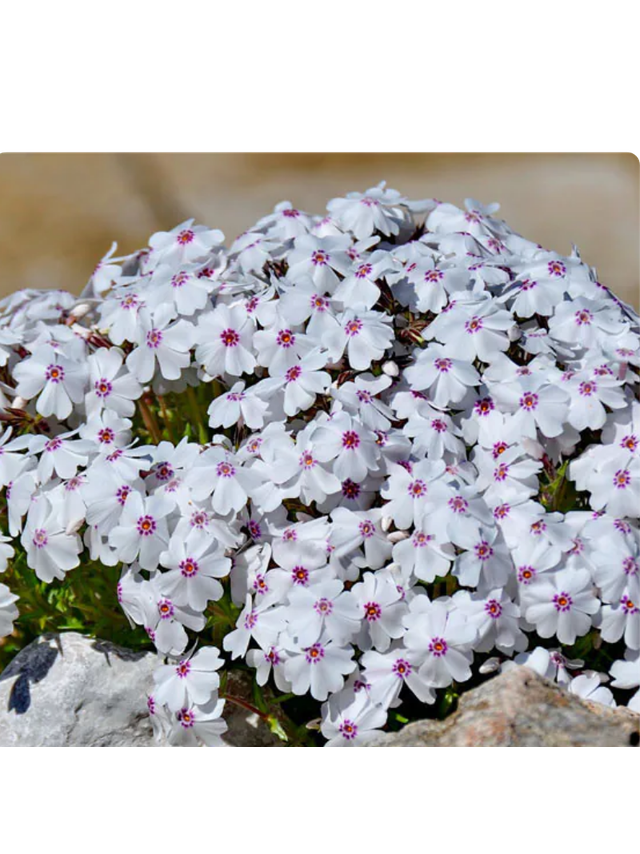 Floks szydlasty - Phlox subulata 'Amazing Grace'