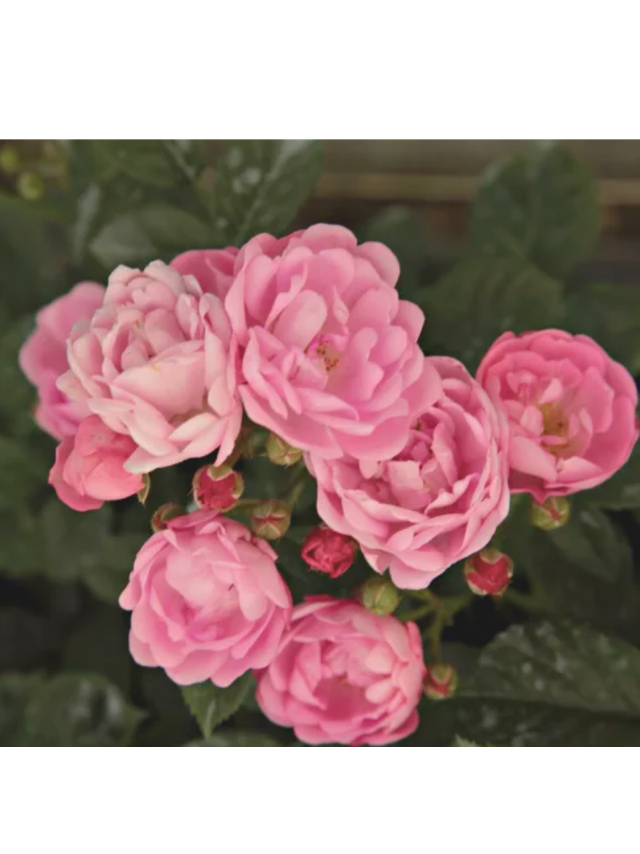 Róża polyantha - różowa