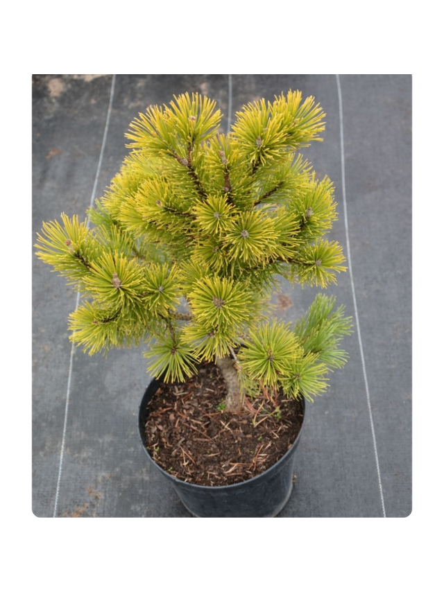 Sosna górska 'Wintergold'