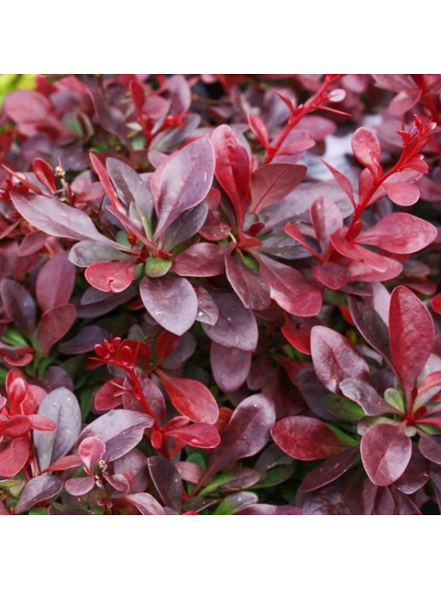 Berberys Thunberga - Berberis thunbergii 'Figa'(R)