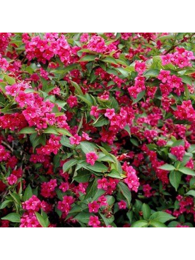 Krzewuszka - Weigela 'Bristol Ruby'