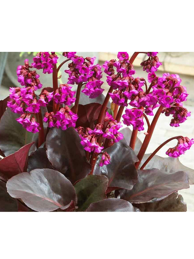 Bergenia x hybrida 'Flirt'