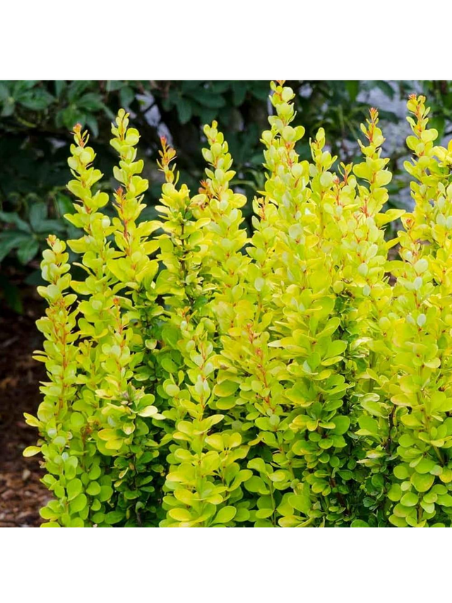 Berberys Thunberga - Berberis thunbergii 'Golden Rocket'(R)