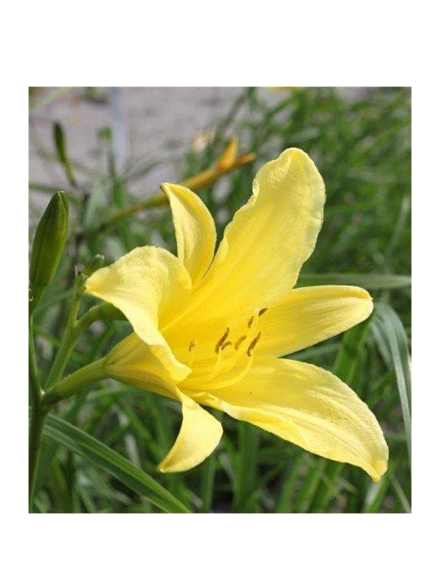 Liliowiec cytrynowy - Hemerocallis citrina