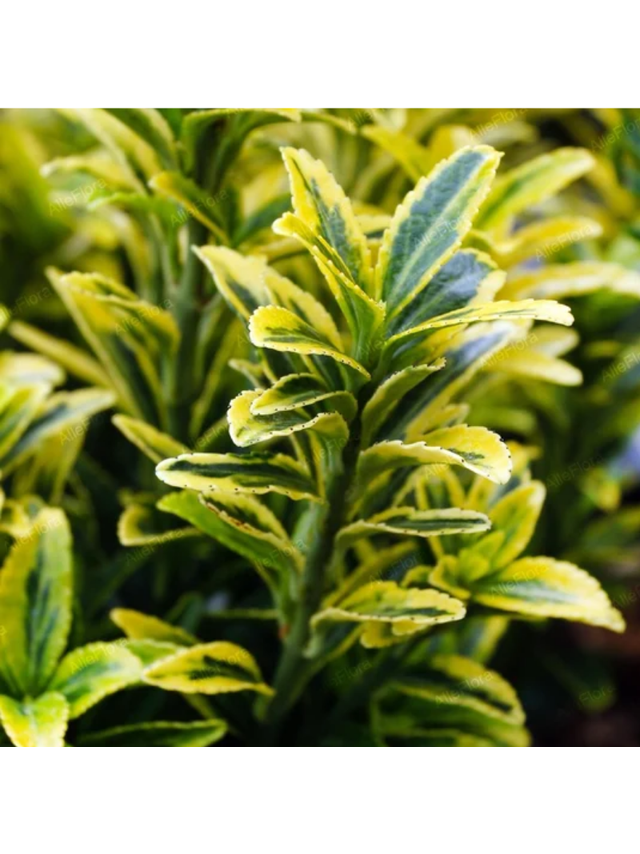 Trzmielina japońska - Euonymus japonica 'Micr. Aurovariegatus'
