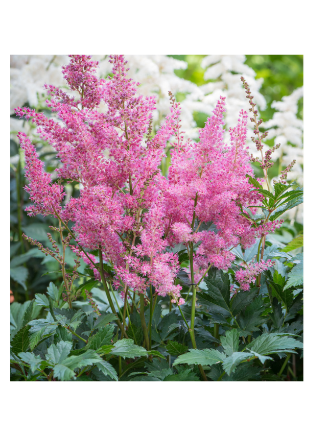 Tawułka japońska - Astilbe japonica 'Rheinland'