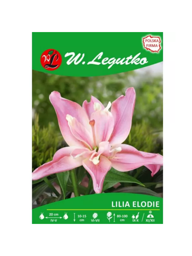 Lilia Elodie różowa 1szt.