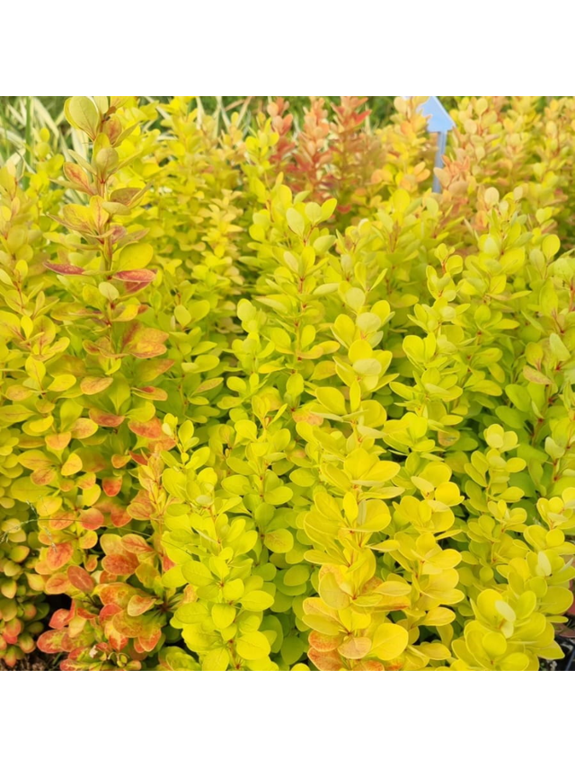 Berberys Thunberga - Berberis thunbergii 'Yellow Tower' (R)