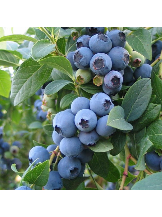 Borówka amerykańska - Vaccinium corymbosum 'Chandler'