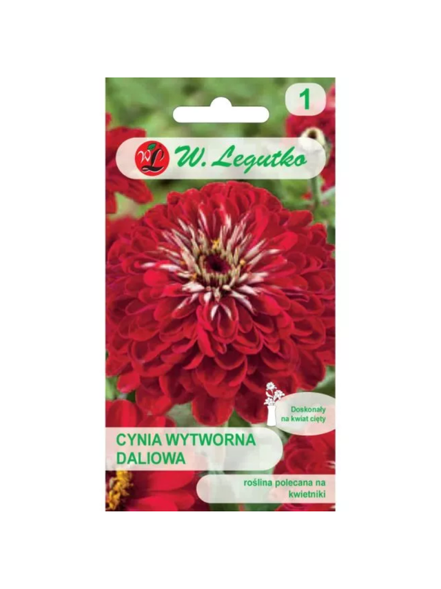 Cynia wytworna daliowa Scarlet Flame - czerwona
