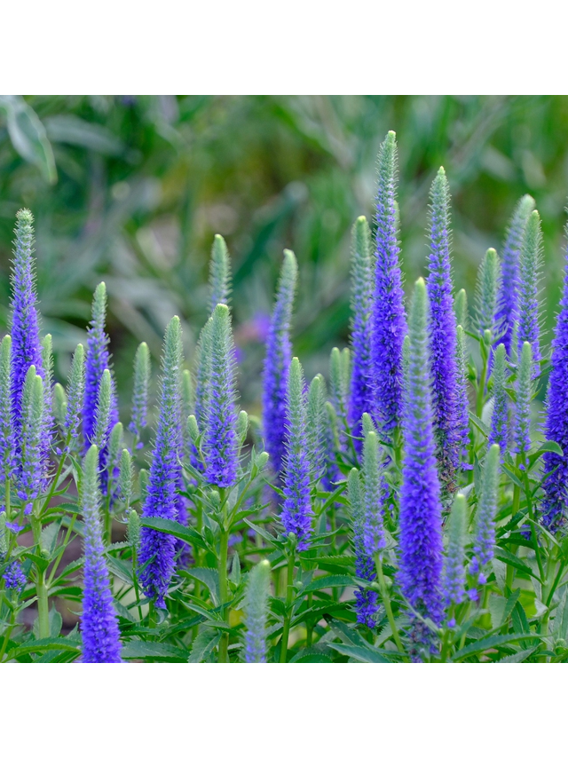 Przetacznik kłosowy- Veronica spicata 'High Five'