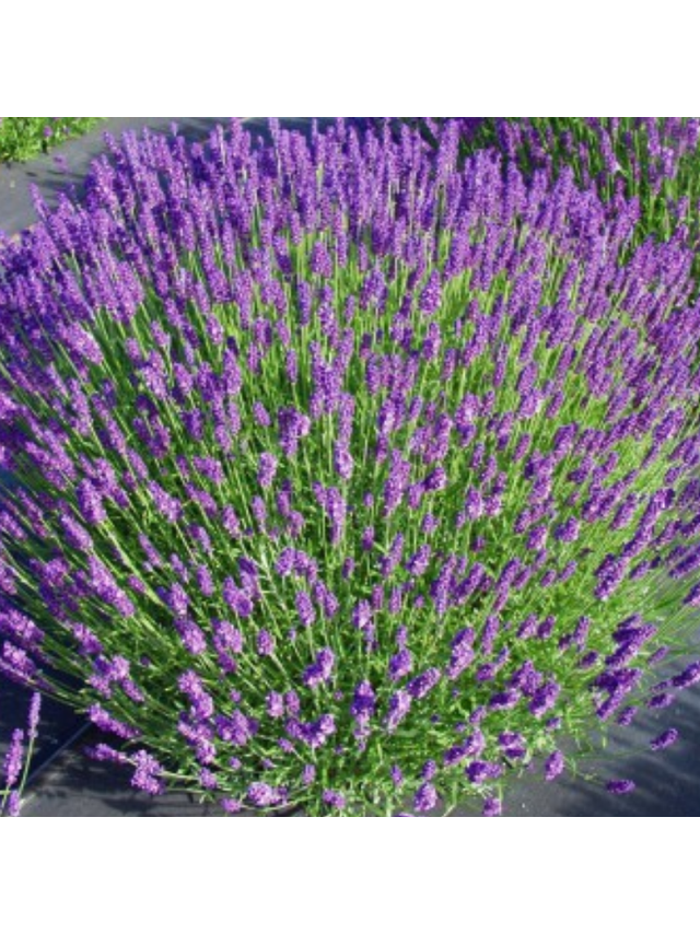 Lawenda wąskolistna - Lavandula angustifolia 'Hidcote Compacta'