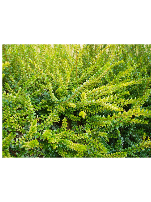 Suchodrzew mirtolistny - Lonicera nitida 'Golden Glow' PBR