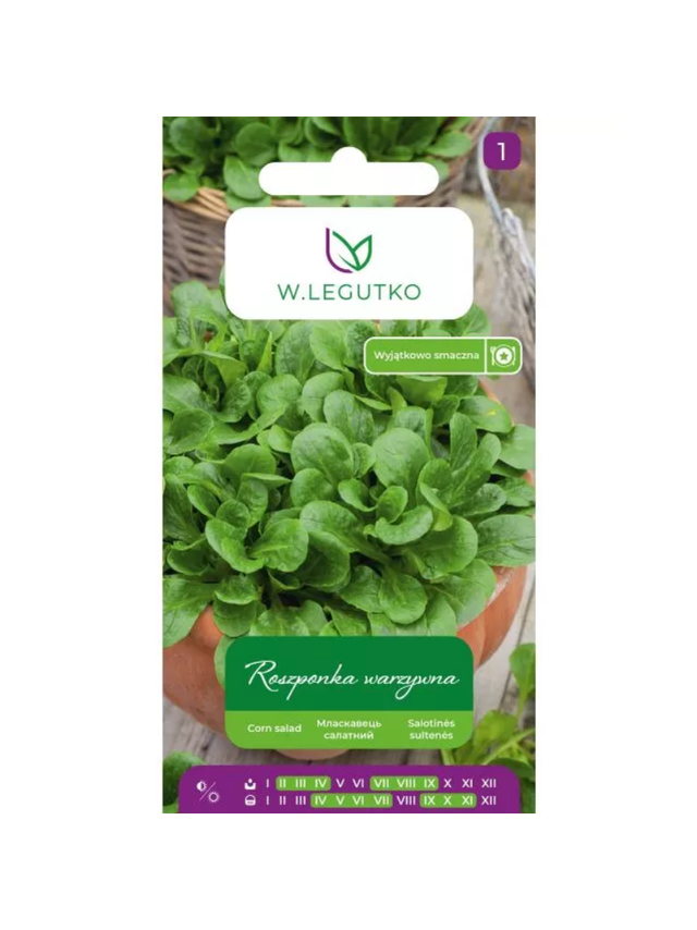 Roszponka warzywna Verte de Cambrai