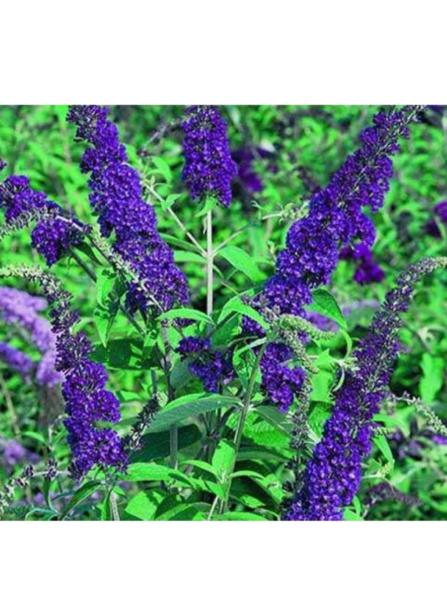 Budleja Dawida - Buddleja davidii 'Empire Blue'