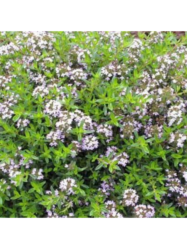 Macierzanka cytrynowa - Thymus cit. 'Aureus'