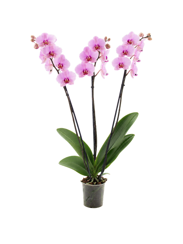 Storczyk Super Extra (Phalaenopsis) 3 pędy jasnoróżowy d12