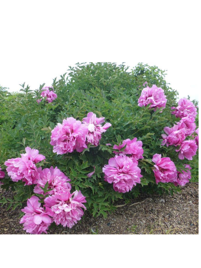 Piwonia drzewiasta - Paeonia suffruticosa 'Huan Guan'