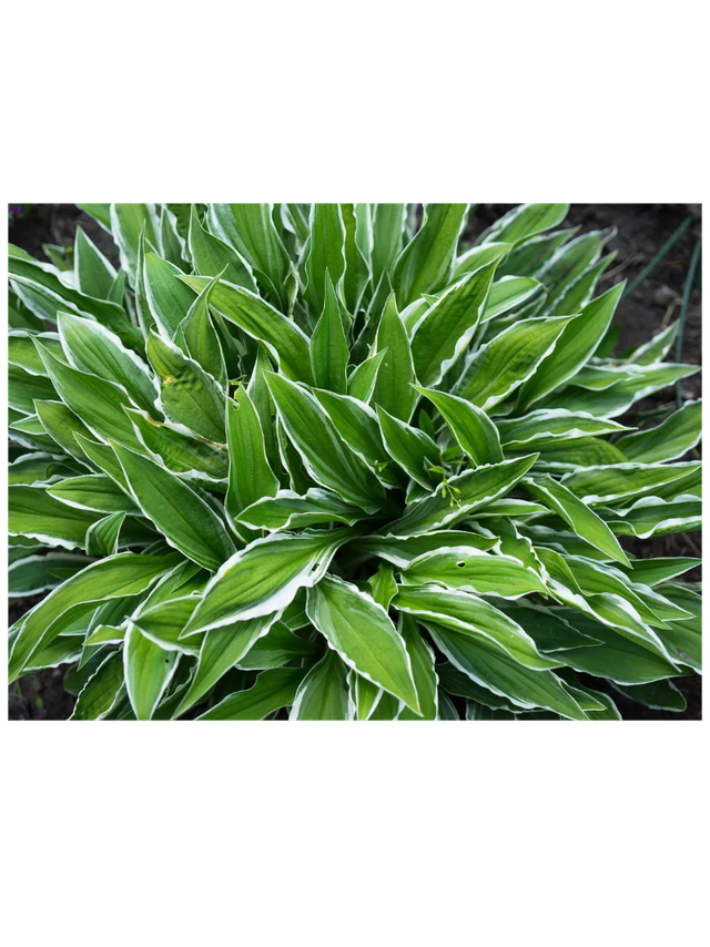 Funkia - Hosta 'Stiletto'