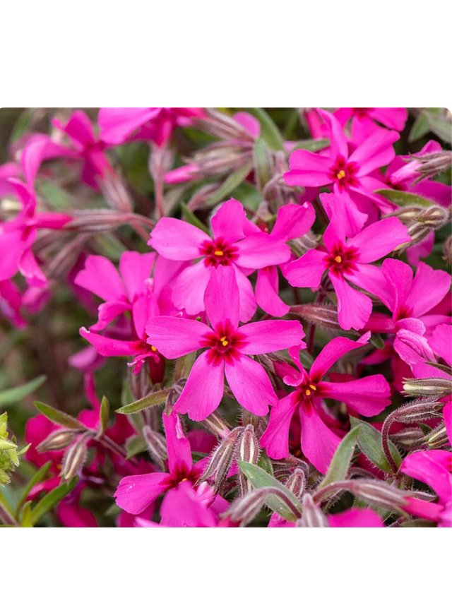 Floks szydlasty - Phlox subulata 'Atropurpurea'