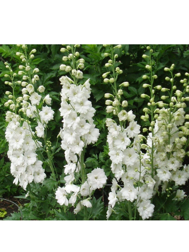 Ostróżka - Delphinium 'Pacific Giant Galahard'