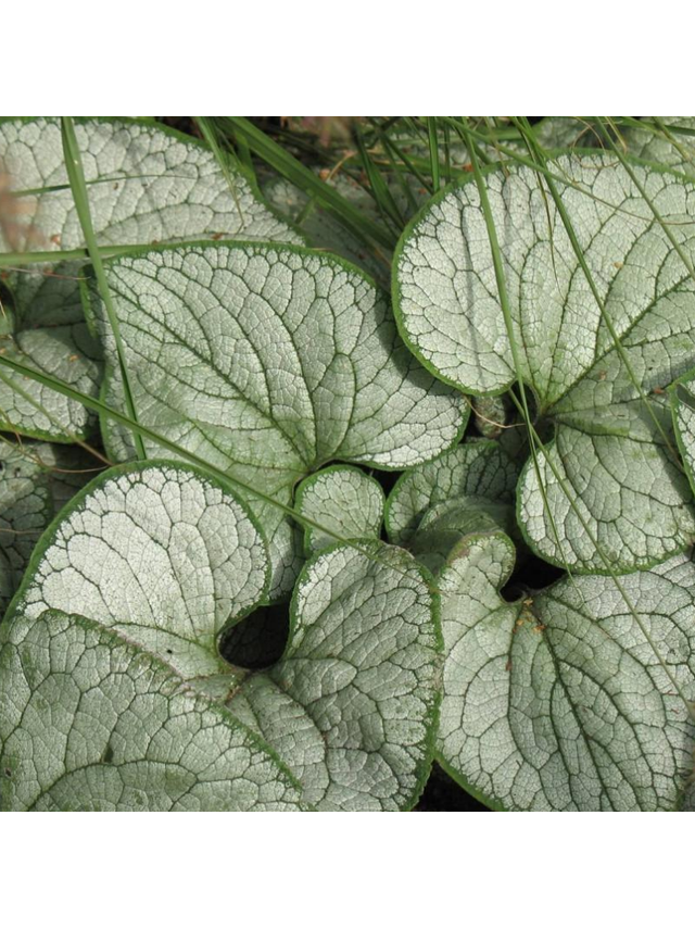 Brunnera macrophylla 'Silver Heart'