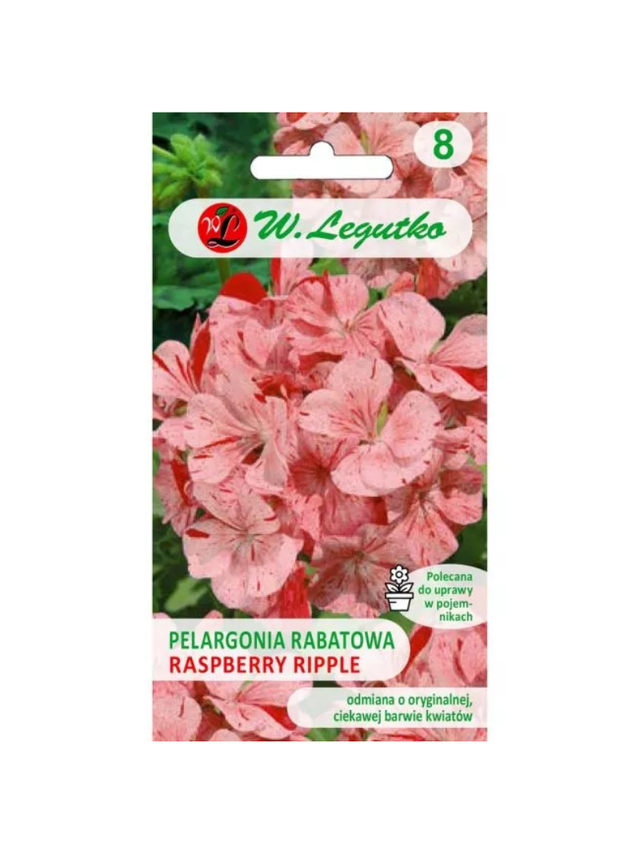Pelargonia rabatowa Divas F1- Raspberry Ripple - pstra, pomarańczowo-czerwona