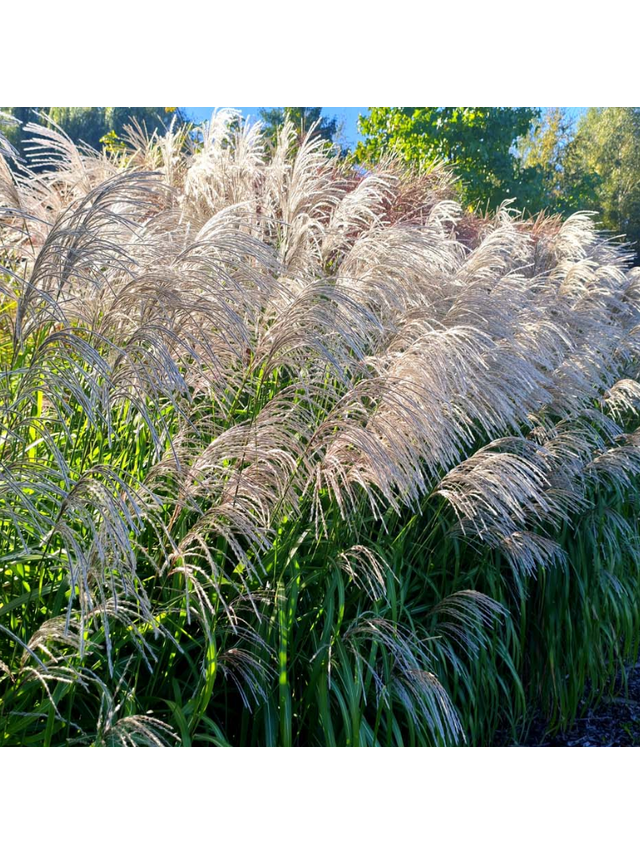 Miskant chiński- Miscanthus sinensis 'Memory'