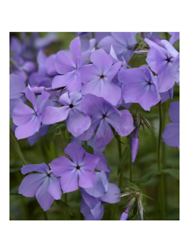 Floks kanadyjski - Phlox divaricata 'Blue Moon'