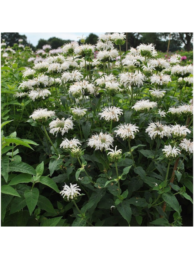 Pysznogłówka - Monarda hybrida 'Bee-Bright'