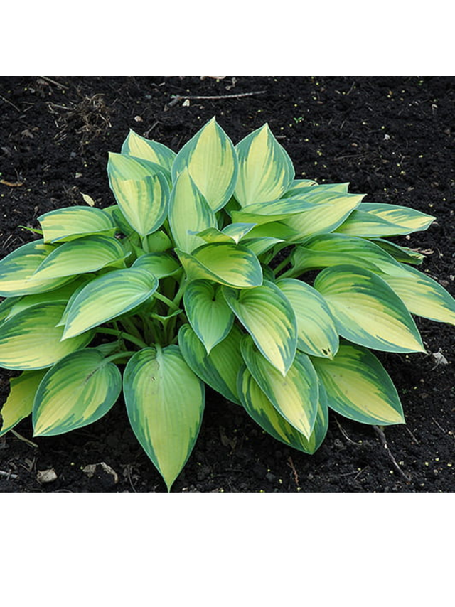 Funkia (Hosta) 'June'