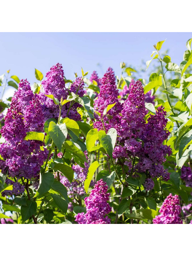 Lilak pospolity - Syringa vulgaris 'And an Ludwig Spath'