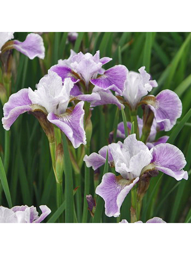 Kosaciec syberyjski - Iris sibirica 'Dance Ballerina Dance'
