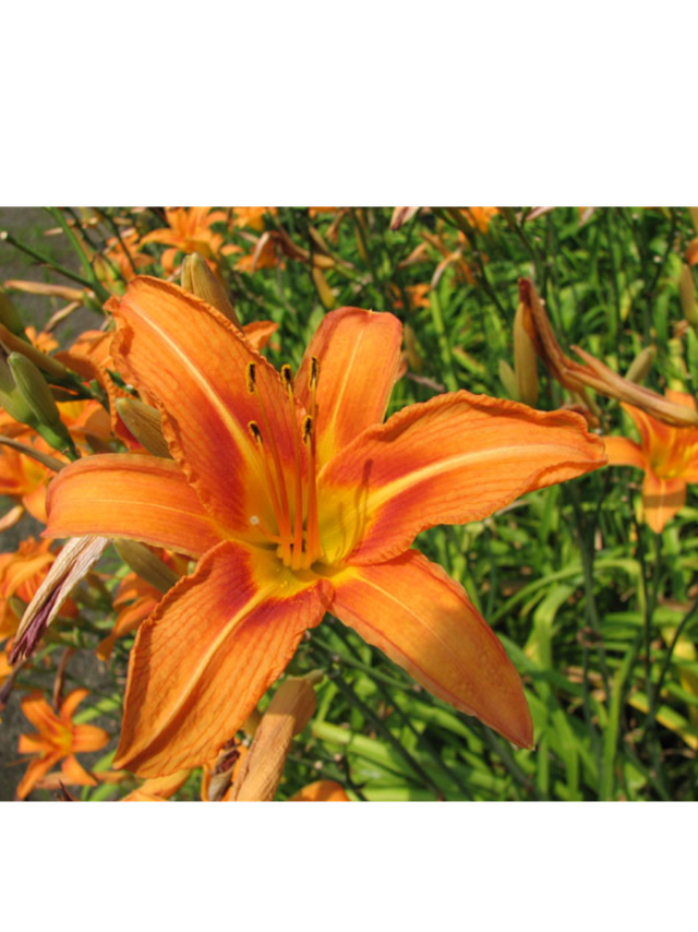 Liliowiec rdzawy - Hemerocallis fulva 'Europa'