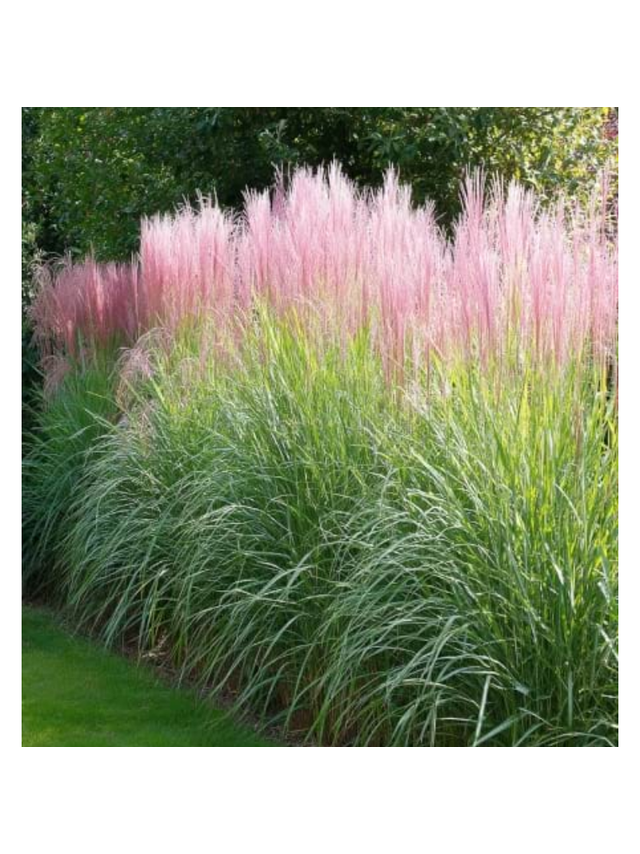 Miskant chiński -  Miscanthus sinensis 'Flamingo'