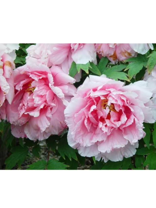 Piwonia drzewiasta - Paeonia suffruticosa 'Yin hong Qiao Dui'