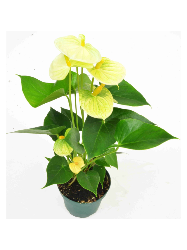 Anthurium żółte d12