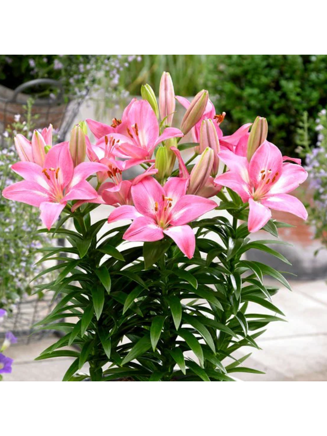 Lilia - Lilium 'Rozalynn'