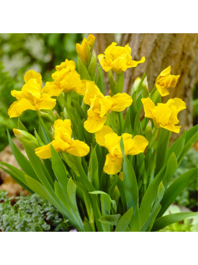 Kosaciec karłowy- Iris pumila 'Brassie'