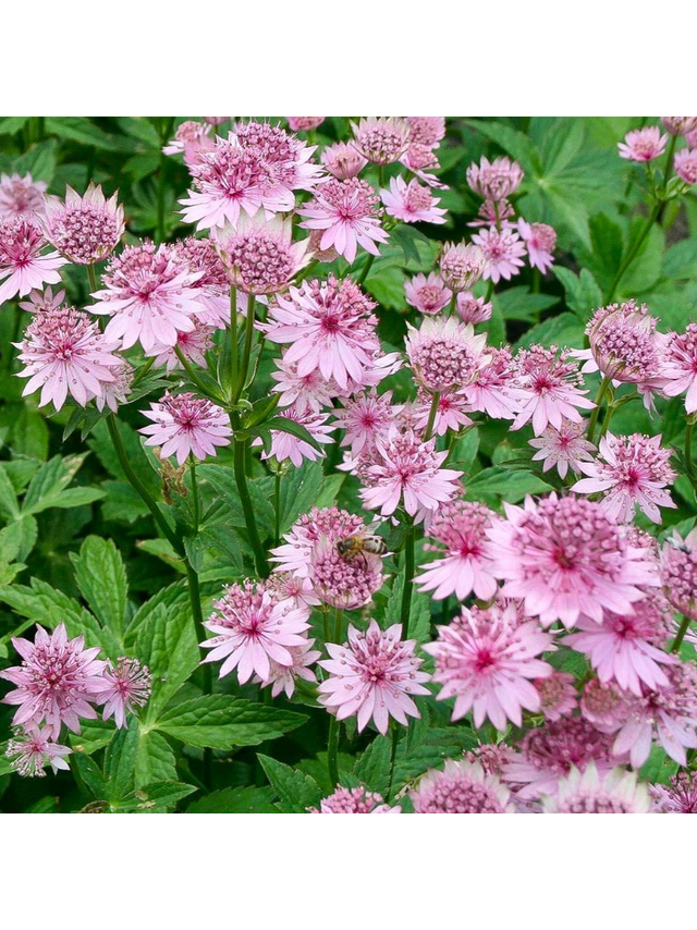 Jarzmianka większa - Astrantia major 'Roma'®