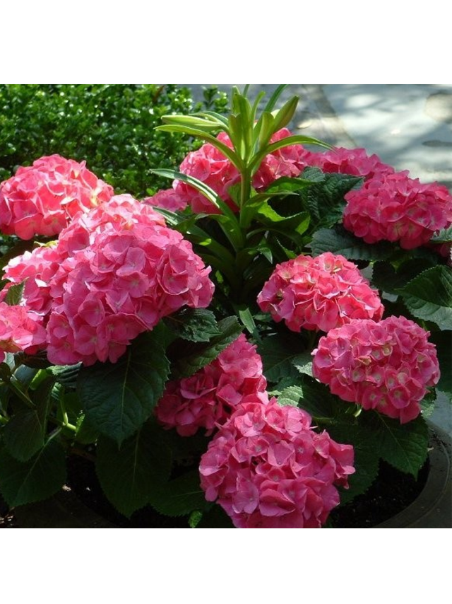 Hortensja ogrodowa - Hydrangea macrophylla 'Leuchtfeuer'