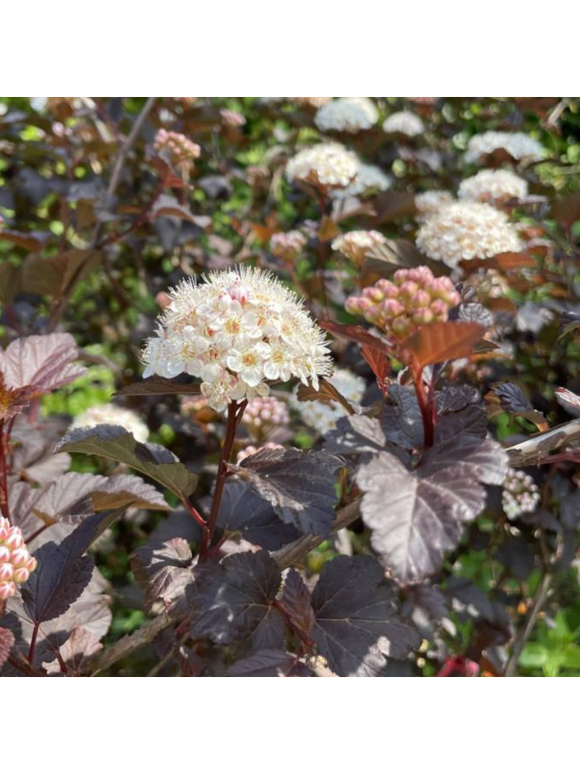 Pęcherznica kalinolistna - Physocarpus opulifolius 'Diable D'or'