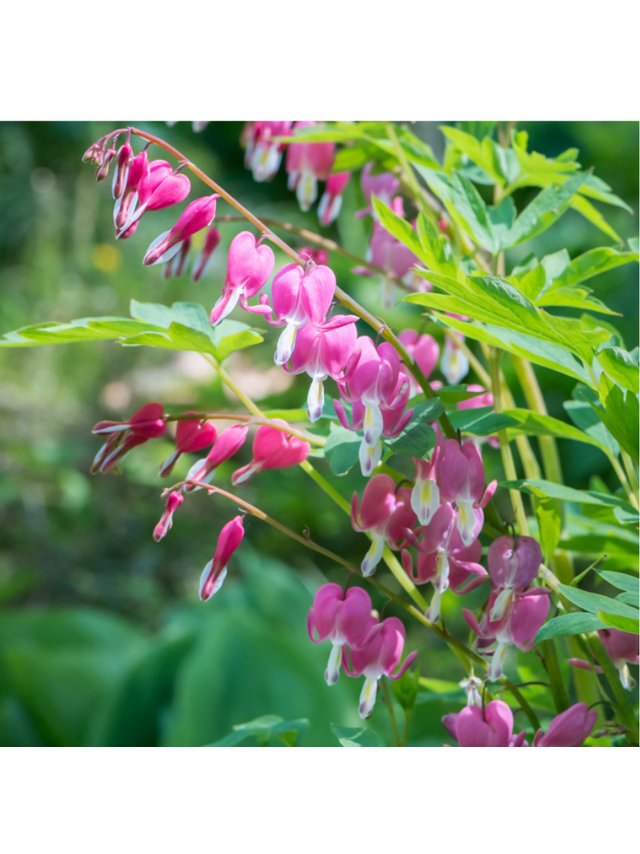 Serduszka okazałe - Dicentra spectabilis