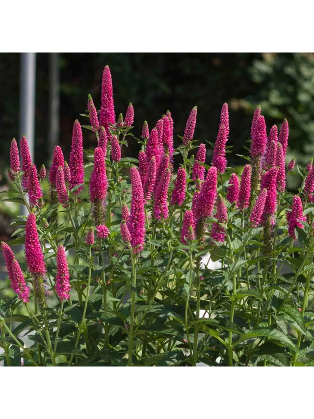 Przetacznik długolistny - Veronica longifolia 'First Love'