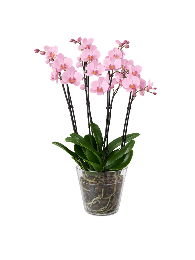 Storczyk Super Extra (Phalaenopsis) 4 pędy jasnoróżowy d12