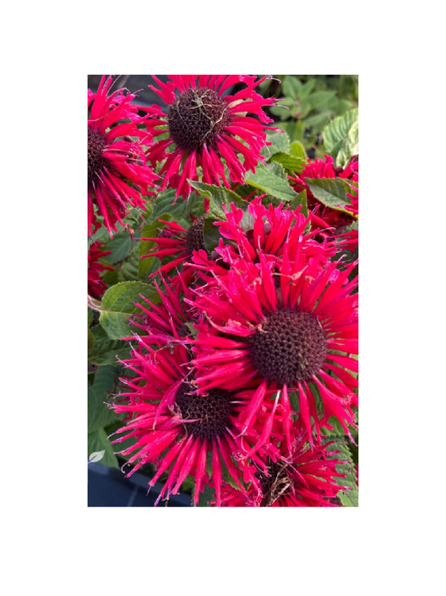 Pysznogłówka - Monarda ‘Bee Happy’